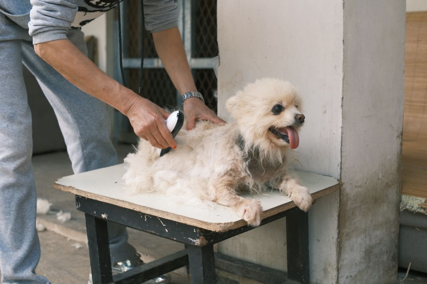 Dog receiving grooming care