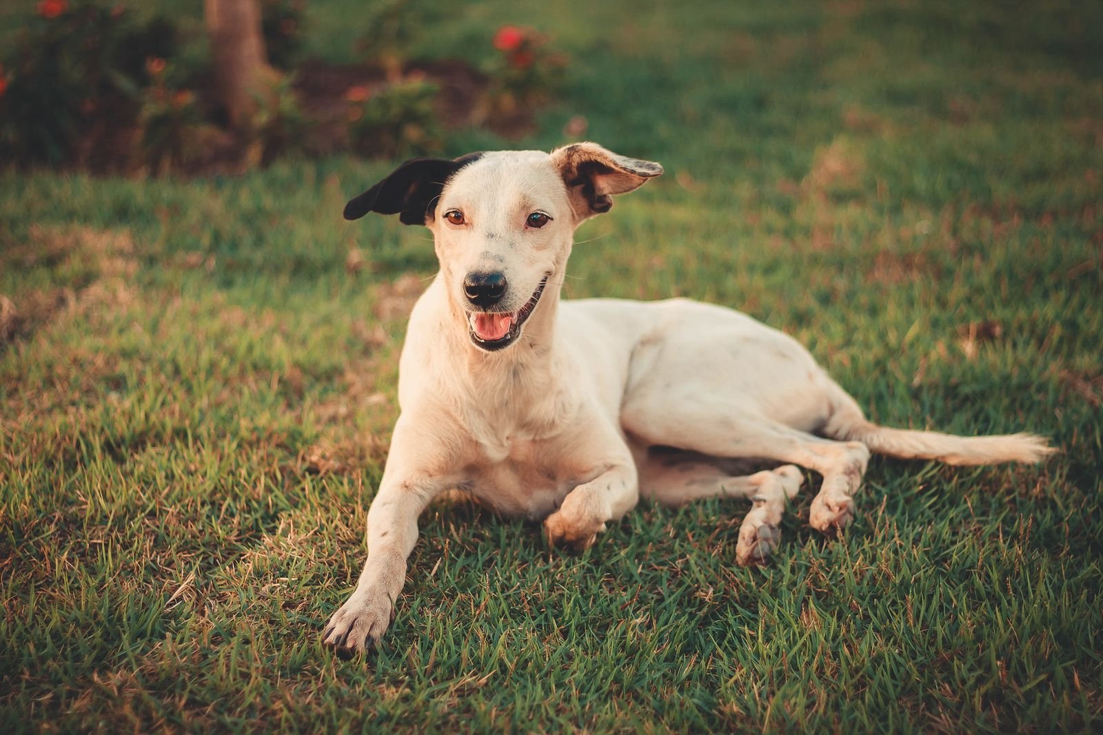 Dog resting in grass