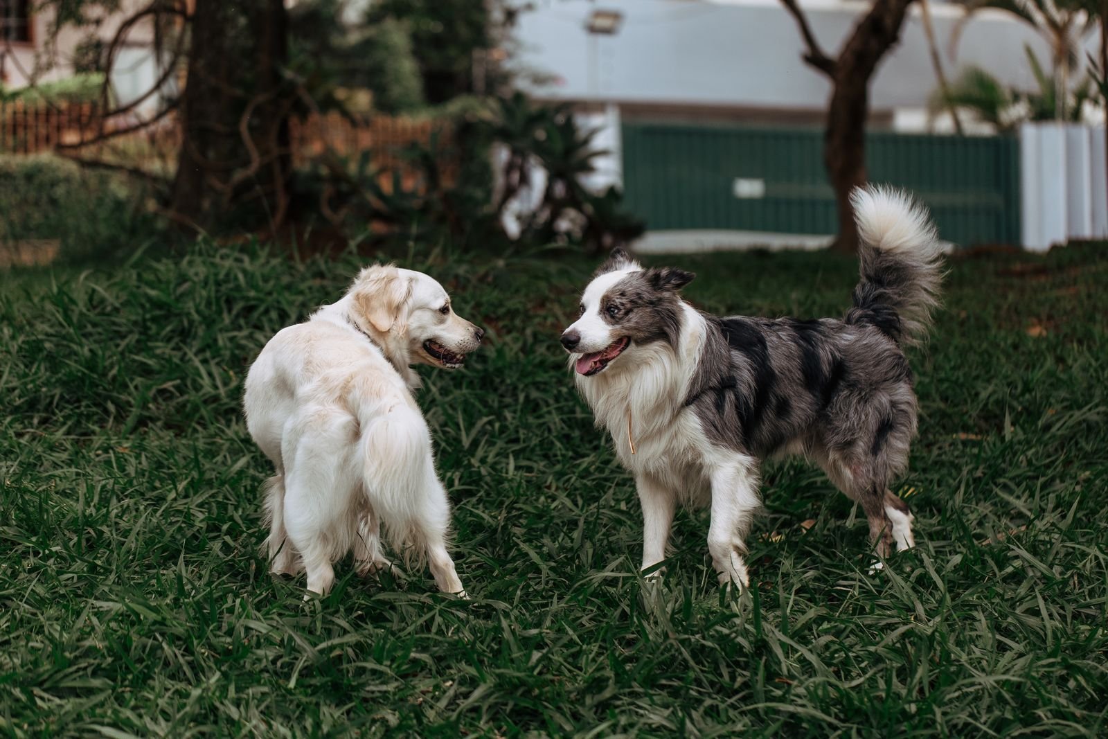 Dogs playing outside